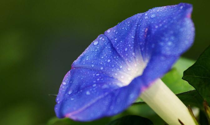 喇叭花花语（解密喇叭花的花语及传说）