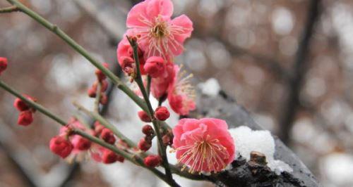 腊梅花花语及其意义——寒冬中的芳香（腊梅花的花语和象征）