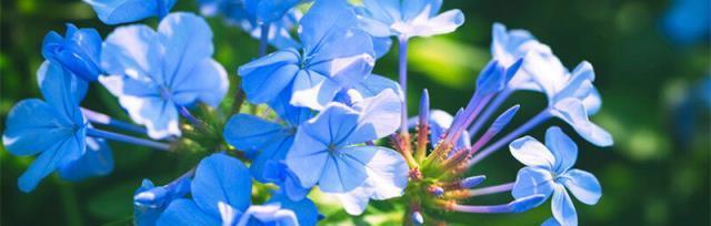 以蓝花丹的花语是什么（探寻蓝花丹的神秘花语之谜）