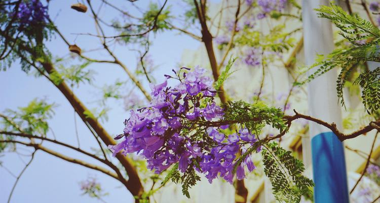 蓝花楹花的花语及意义（探寻蓝花楹的花语）