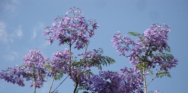 蓝花楹的花语及意义（探寻蓝花楹的秘密和美丽）