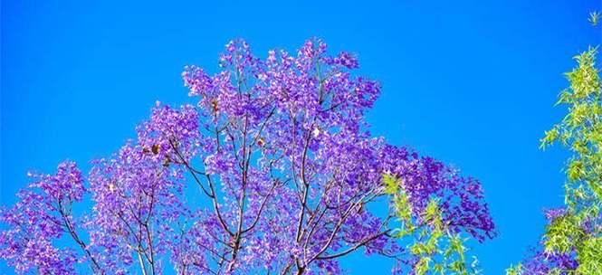 以蓝花楹花语寓意是什么（探索蓝花楹的象征意义和传达信息的方式）