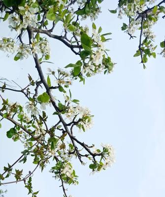 梨花花语与象征意义（绽放在春日）