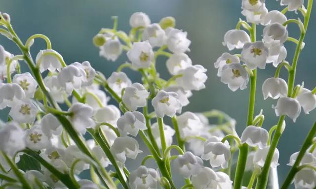 铃兰花（探寻铃兰花的花语和美丽之谜）