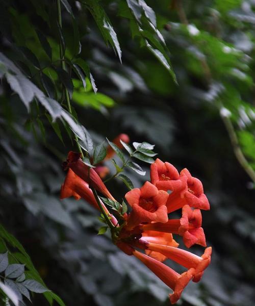 凌霄花（探索凌霄花的独特花语和意义）