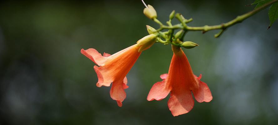 凌霄花（探索凌霄花的独特花语和意义）