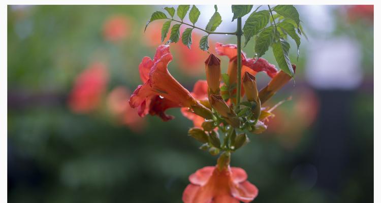 凌霄花——神秘与美丽的象征（解读凌霄花花语和寓意）