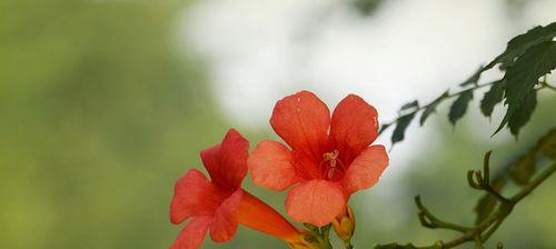 凌霄花花语的象征与寓意（凌霄花花语的神秘之谜）