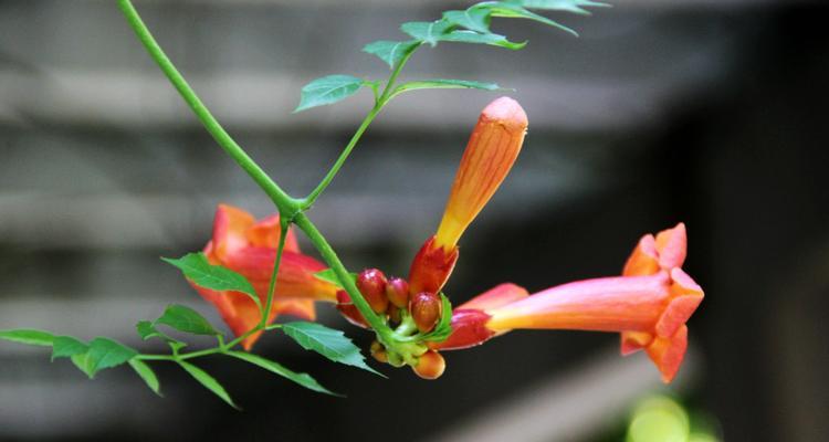 凌霄花花语的象征与寓意（凌霄花花语的神秘之谜）