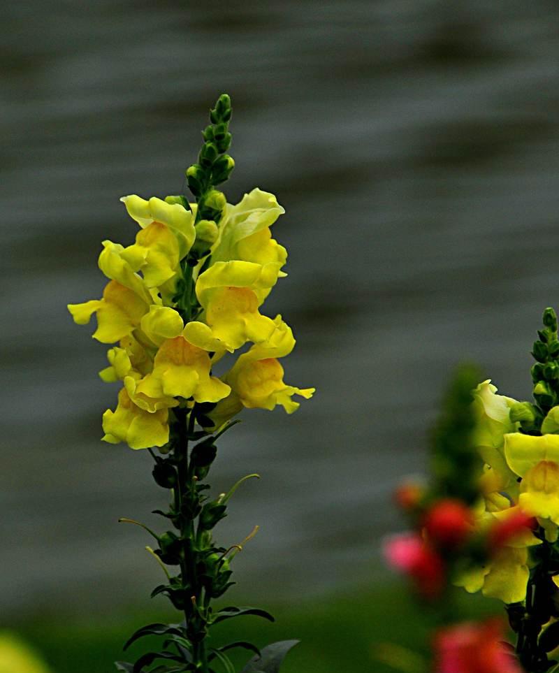 六月花海的绚烂盛宴（探寻六月最具代表性的花海美景）