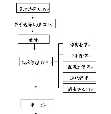 菠菜病虫害防治技术（健康种菜从防治开始）