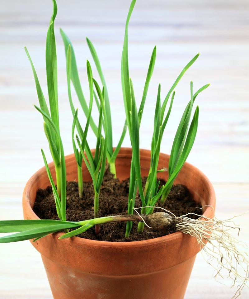 菠菜种植的浇水要点（多久浇一次水）