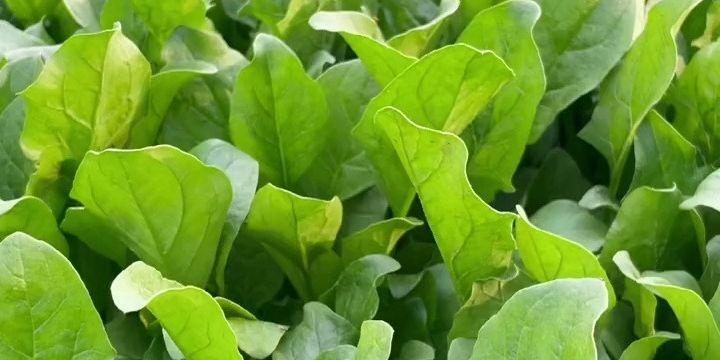 菠菜的最佳种植季节和时间（掌握菠菜种植的最佳季节和时间）