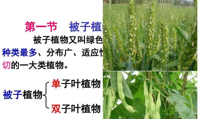 菠菜——被子植物的代表之一（探究菠菜的生物学特点和营养价值）