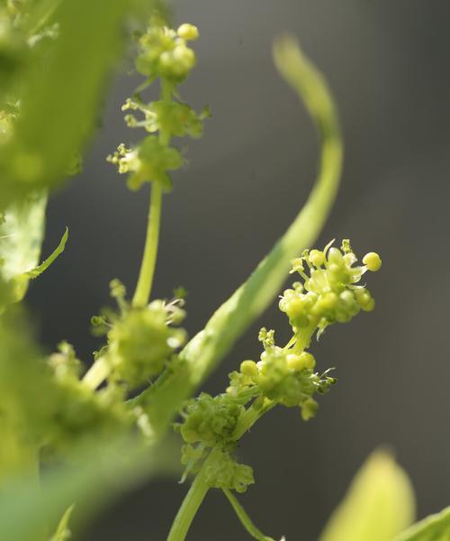 菠菜——被子植物的代表之一（探究菠菜的生物学特点和营养价值）