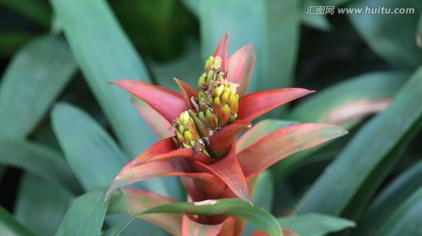 盛夏里的芬芳——菠萝花（探秘菠萝花的颜色与特点）