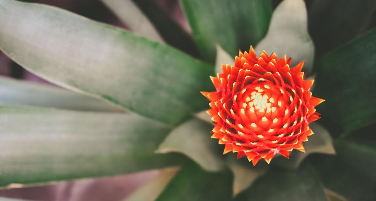 菠萝开花结果全过程（几月份开始）