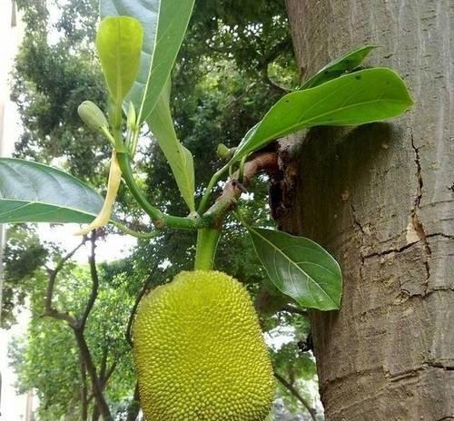 探究菠萝蜜的生长环境（菠萝蜜生长地条件及喜好的气候和土壤）