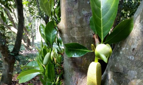 菠萝蜜果实能吃吗（菠萝蜜果实的营养价值及食用方法）