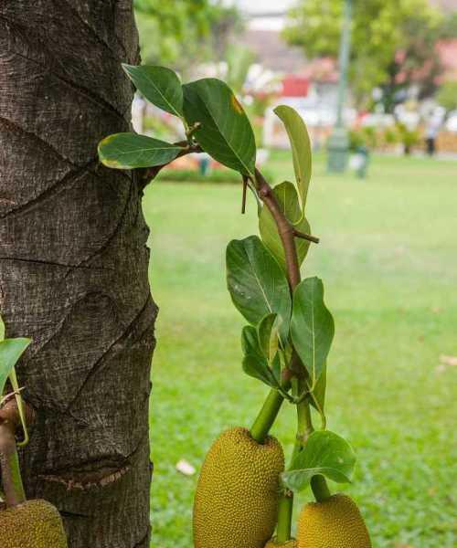 菠萝蜜的含糖量高吗（了解菠萝蜜的营养价值和糖分含量）