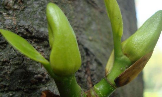 如何种菠萝蜜核（从菠萝蜜核选购到种植）