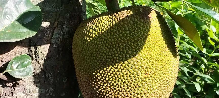 海南菠萝蜜成熟上市时间及特点（探究菠萝蜜的生长周期和品质特点）