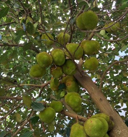 海南菠萝蜜成熟上市时间及特点（探究菠萝蜜的生长周期和品质特点）