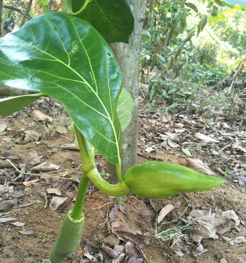 菠萝蜜开花结果时间详解（菠萝蜜开花结果的季节）