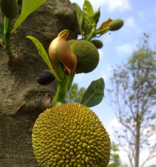 菠萝蜜保存方法（多久不坏）