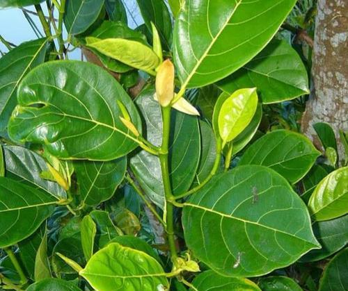 菠萝蜜的冷冻保存方法（怎样冷冻保存菠萝蜜）