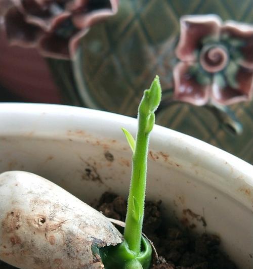 菠萝蜜种子能否食用（了解菠萝蜜种子的营养价值和食用方法）