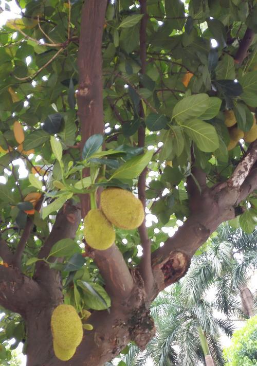 种植菠萝蜜籽的方法与技巧（从选择菠萝蜜籽到成活）