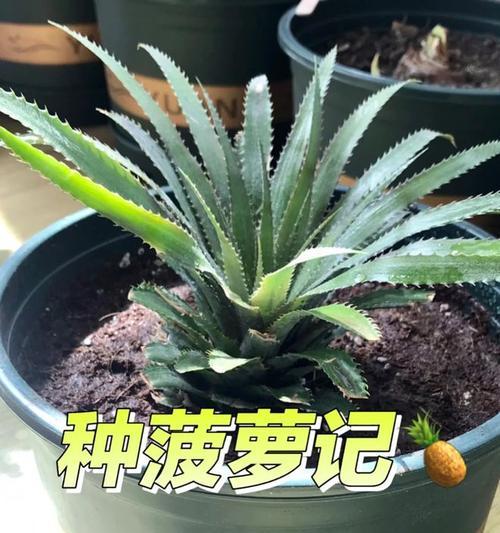 菠萝种植的土壤要求（了解菠萝适合的土壤种植）