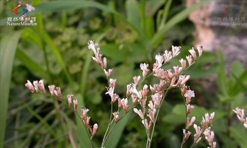 如何正确养殖补血草（从种植到采收）