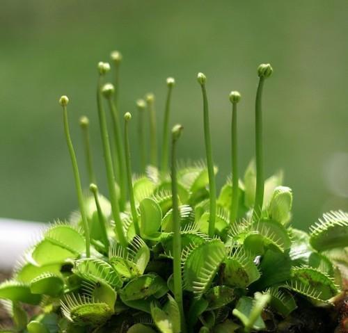 捕蝇草（草本植物的特殊适应性和生态价值）