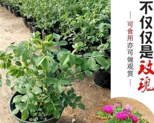 不开花植物知识大全（了解这些植物）