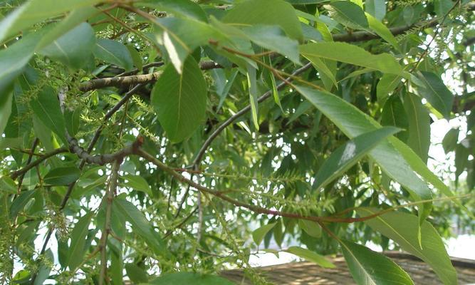 探寻不落叶的神奇植物世界（不同种类的不落叶植物及其特点）