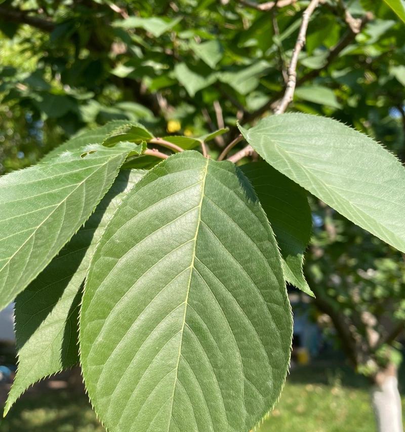 不落叶植物大全（探秘四季常青的神奇植物世界）