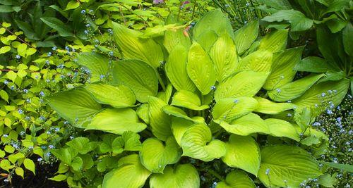 不落叶植物大全（探秘四季常青的神奇植物世界）