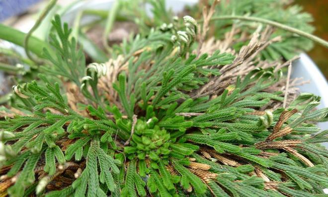 不死草种植全指南（轻松掌握不死草的养殖技巧）