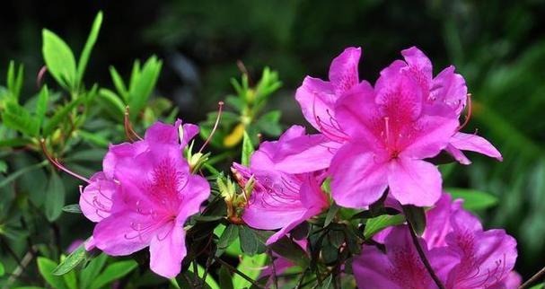 花开杜鹃，情动色彩（颜色杜鹃花的花语与文化内涵）