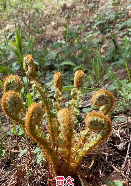 贯众属于蕨类植物吗？它的分类和特点是什么？