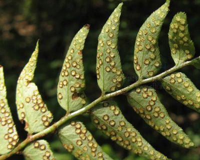 贯众属于蕨类植物吗？它的分类和特点是什么？