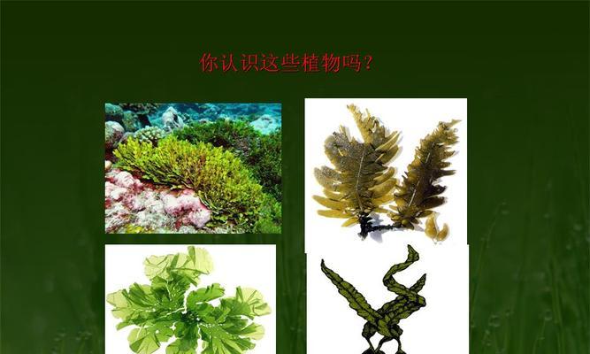 贯众属于藻类植物吗？贯众的分类和特性是什么？