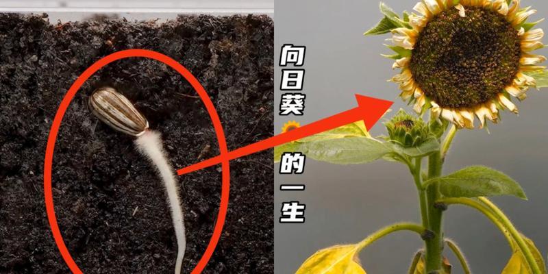 向日葵光辉岁月是否为多年生植物？种植与养护要点是什么？