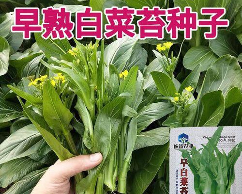 广东菜心什么时候种植最好？种植方法有哪些常见问题？