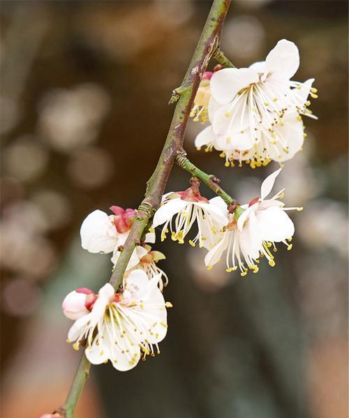 梅花代表了什么？梅花的含义及寓意有哪些？