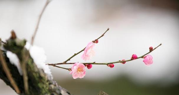 梅花象征着什么精神？梅花的精神象征意义有哪些？