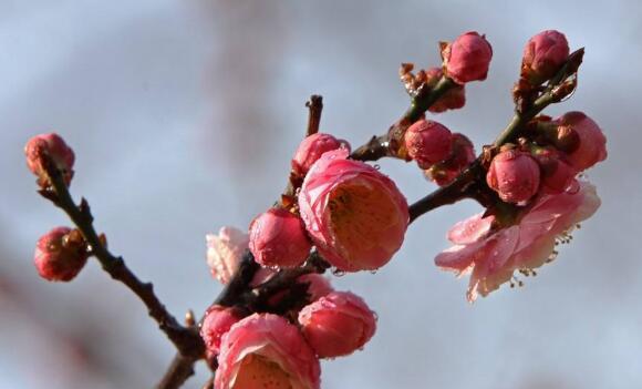 梅花象征着什么？梅花的花语有哪些含义？