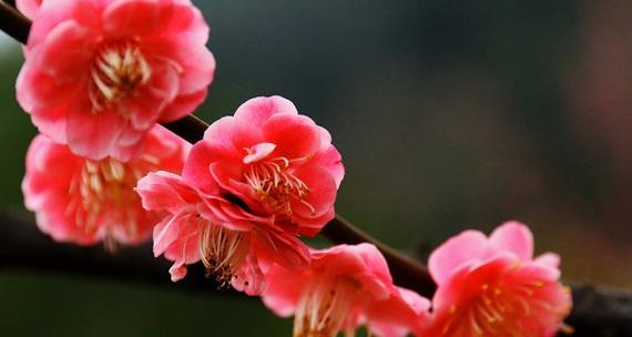 梅花象征着什么？梅花的花语有哪些含义？